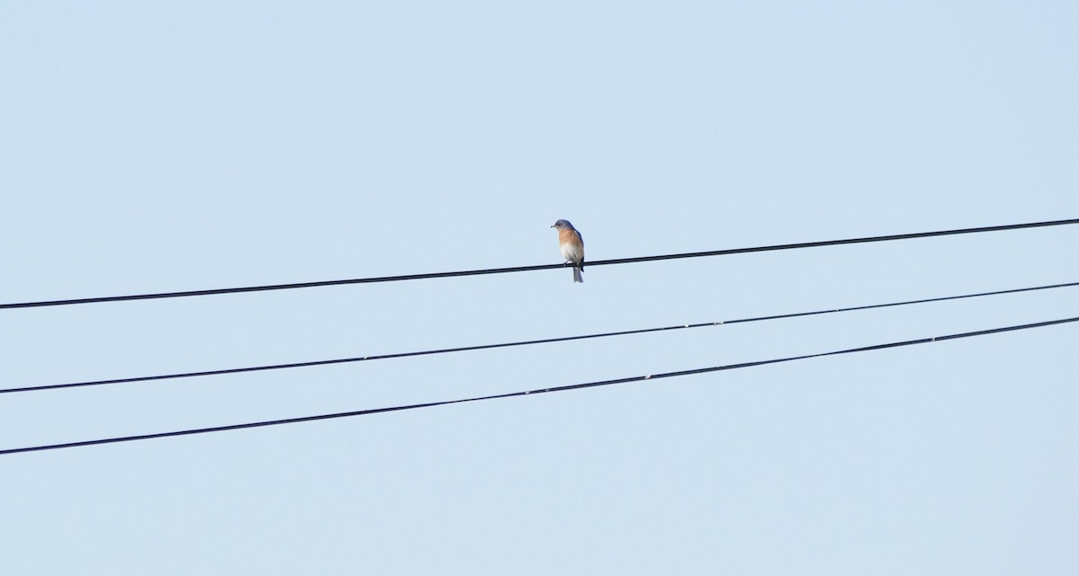 Eastern Bluebird - ML619990959