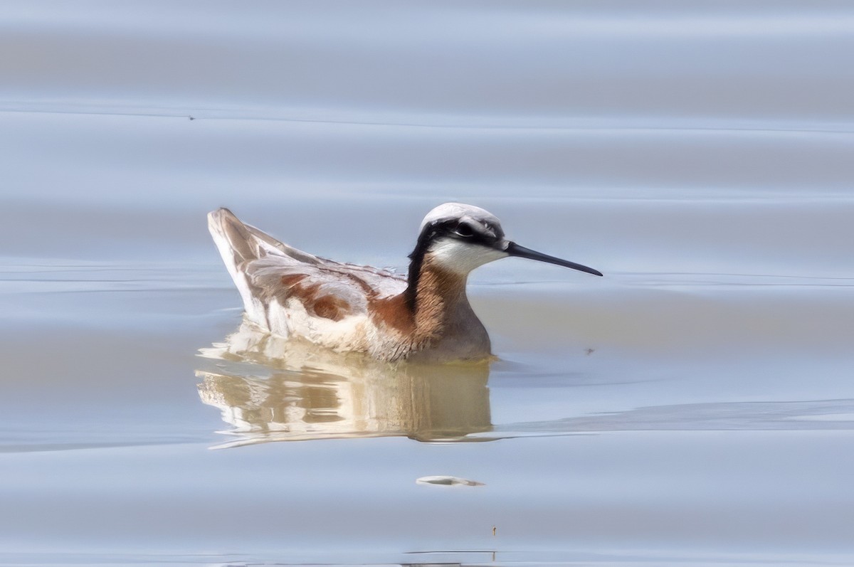 Phalarope de Wilson - ML619990960