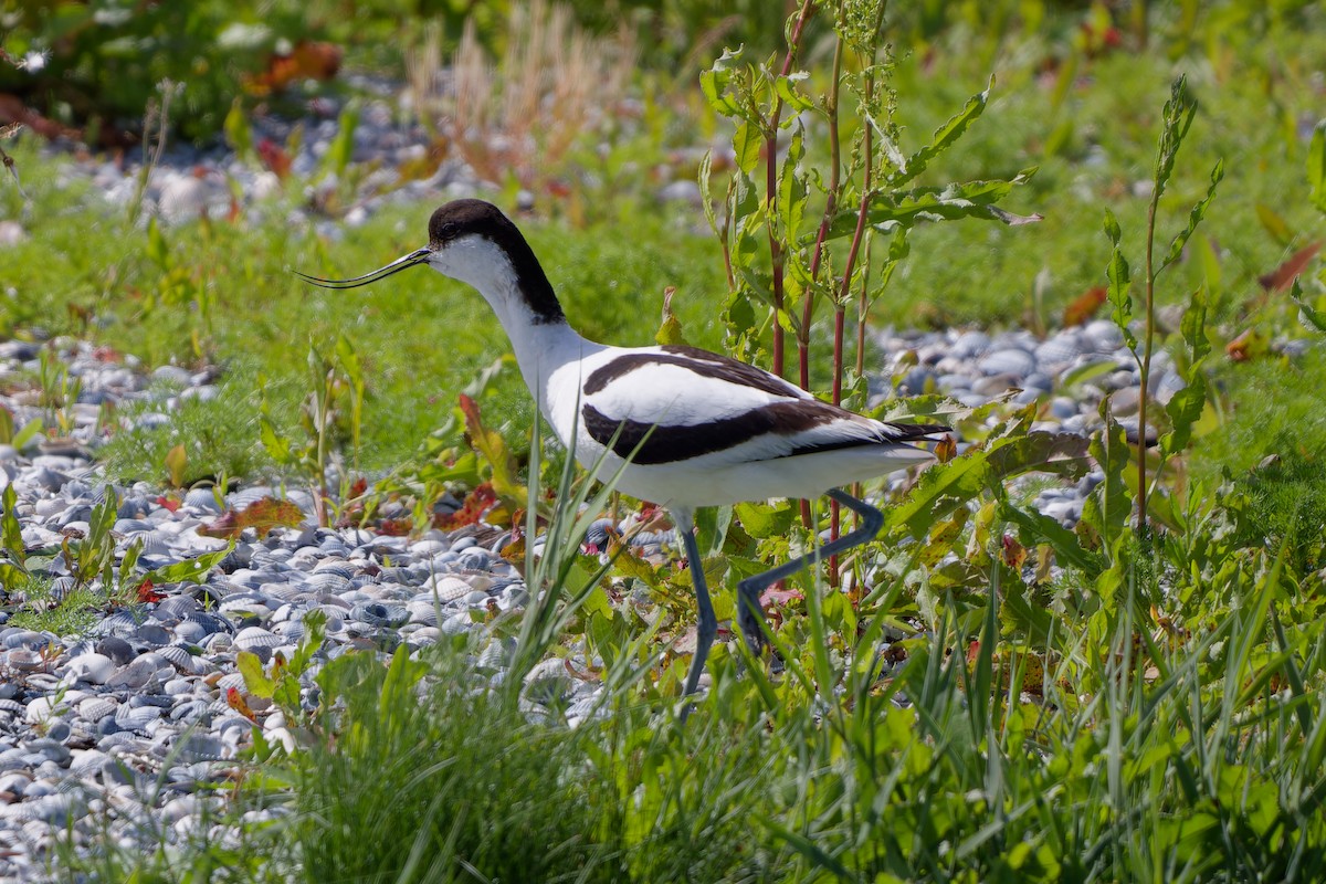 Pied Avocet - ML619990961