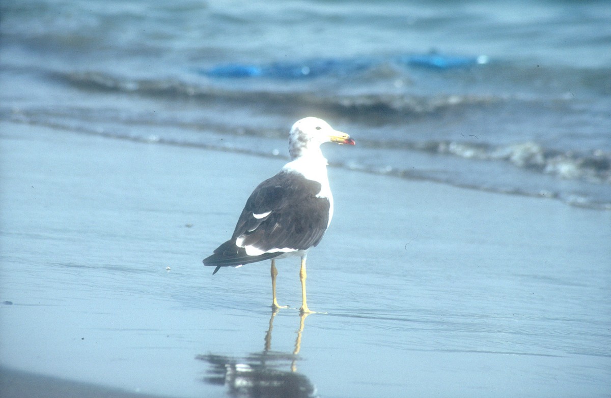 Belcher's Gull - ML619990966