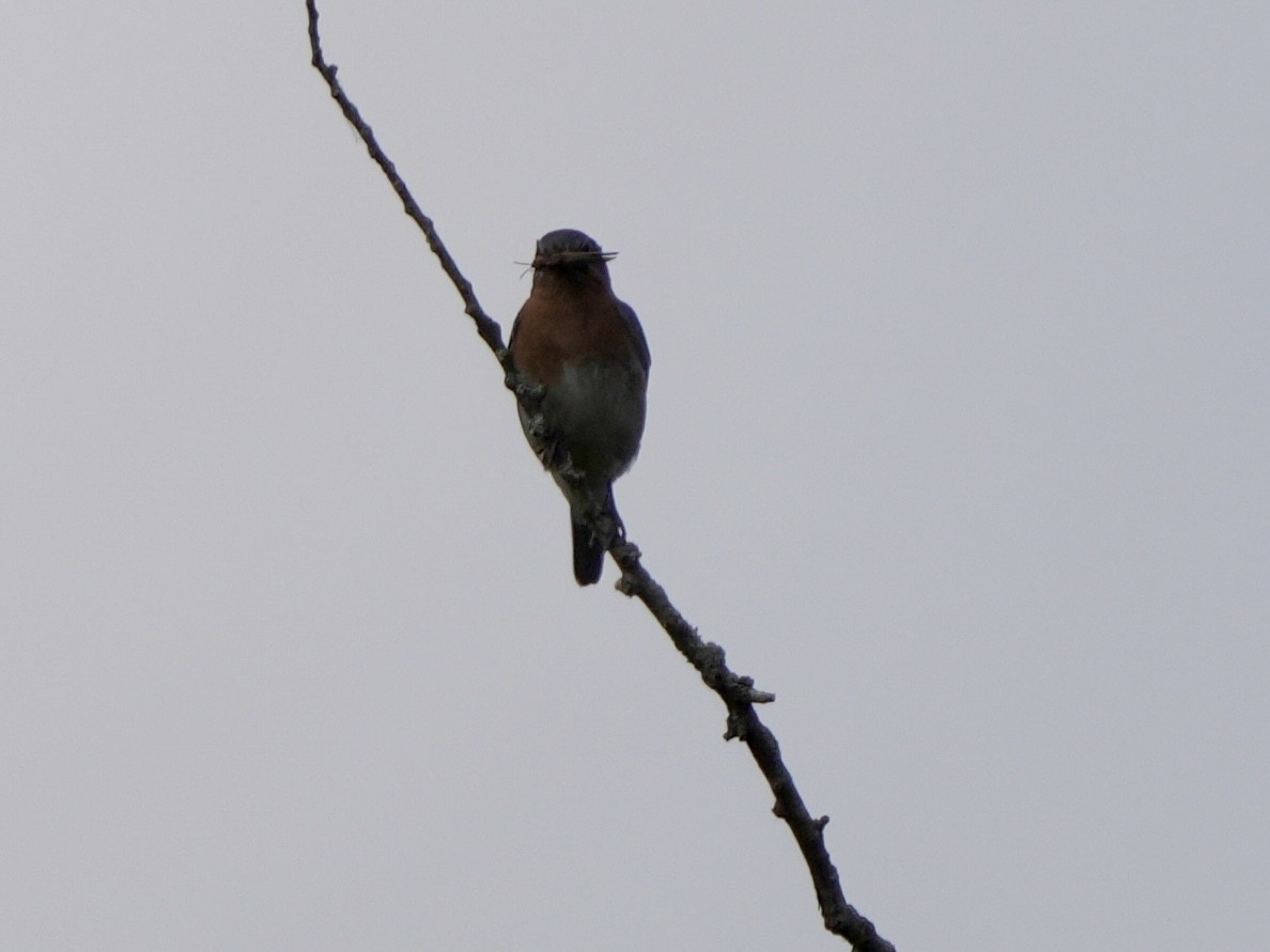 Eastern Bluebird - ML619990971