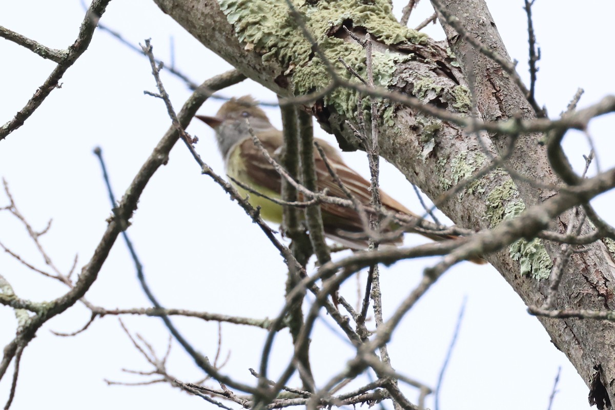 Great Crested Flycatcher - ML619990999