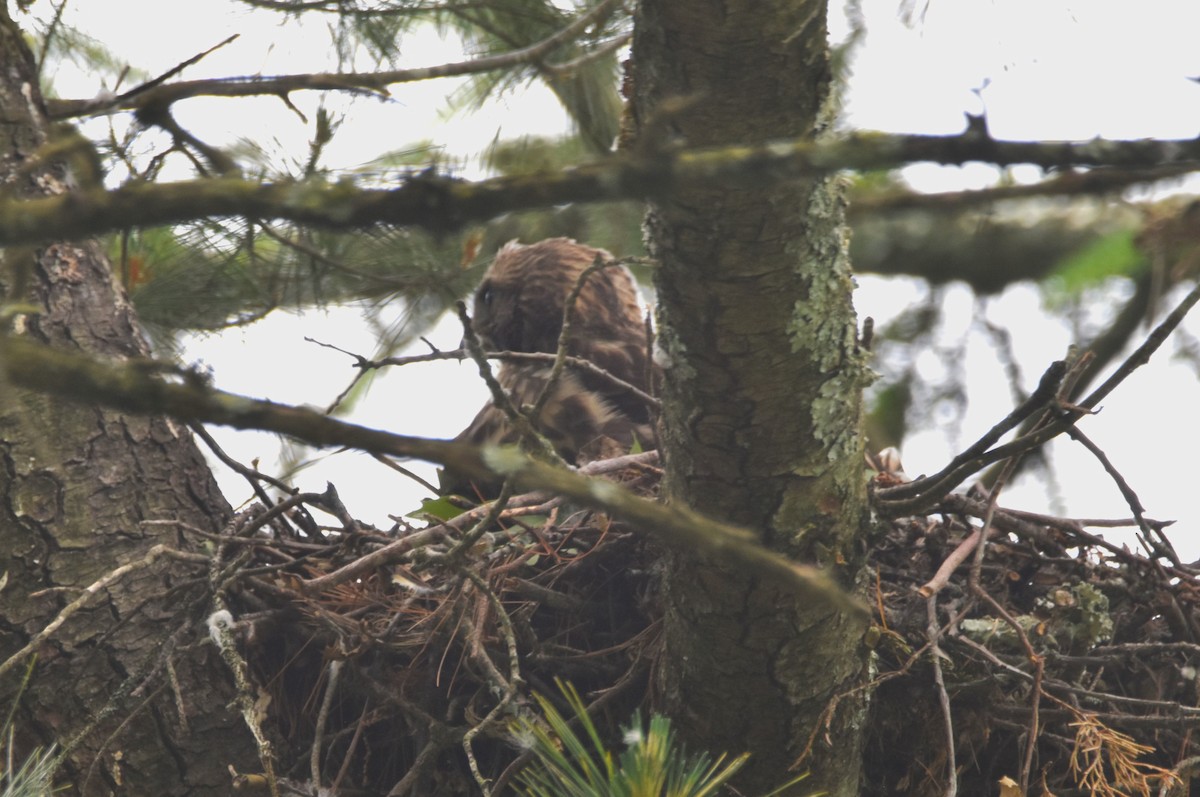 Red-shouldered Hawk - ML619991002