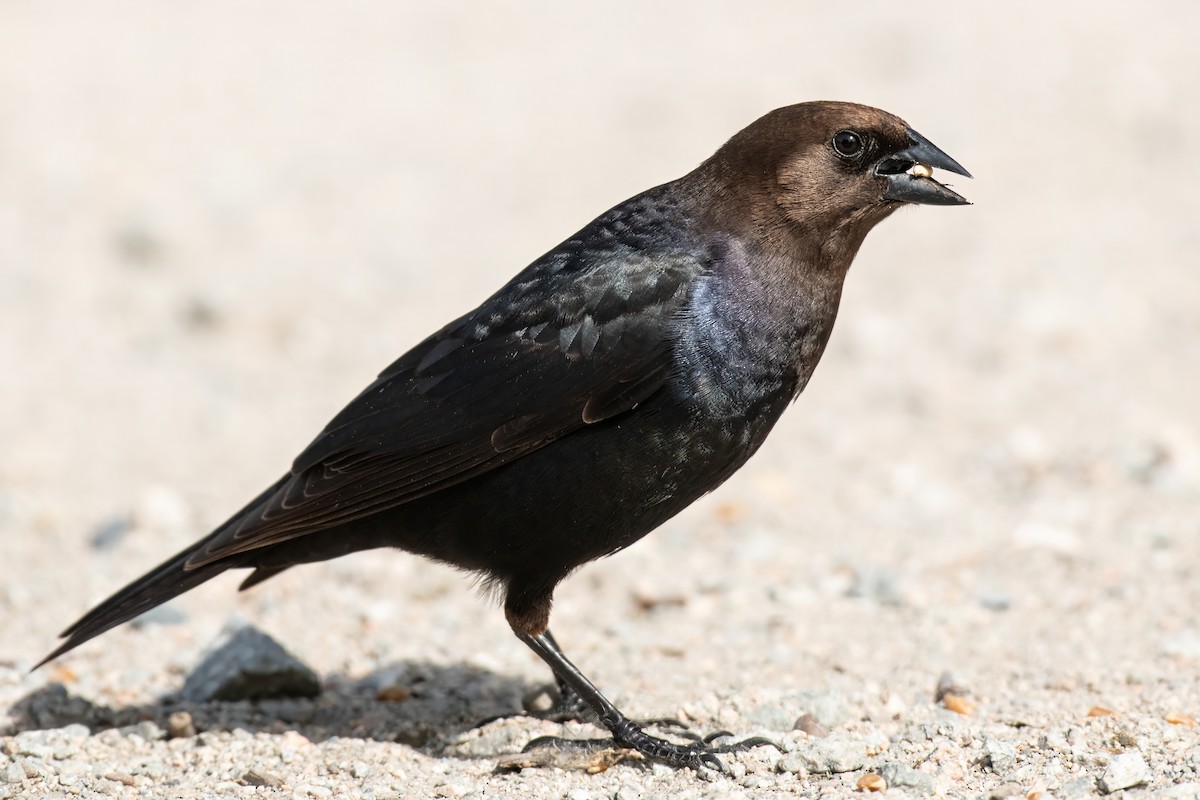 Brown-headed Cowbird - ML619991014