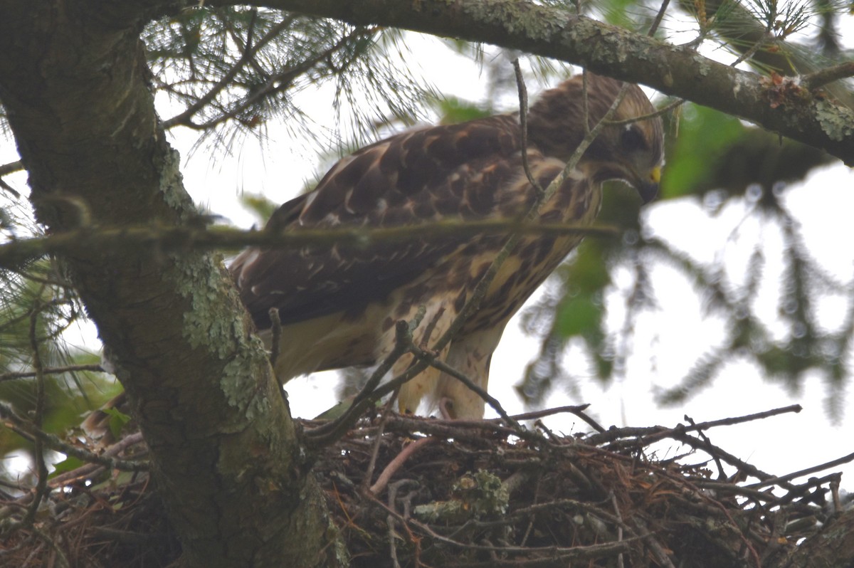 Red-shouldered Hawk - ML619991025