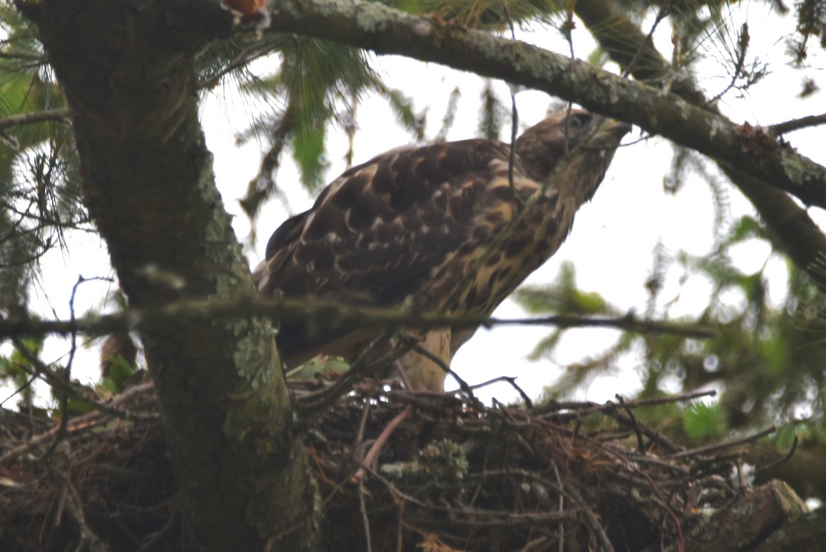 Red-shouldered Hawk - ML619991029