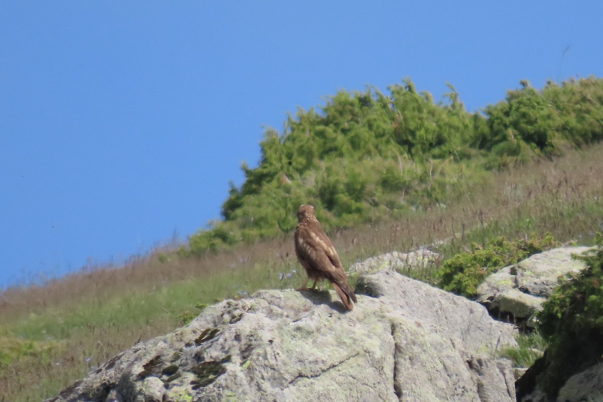 Common Buzzard - ML619991038