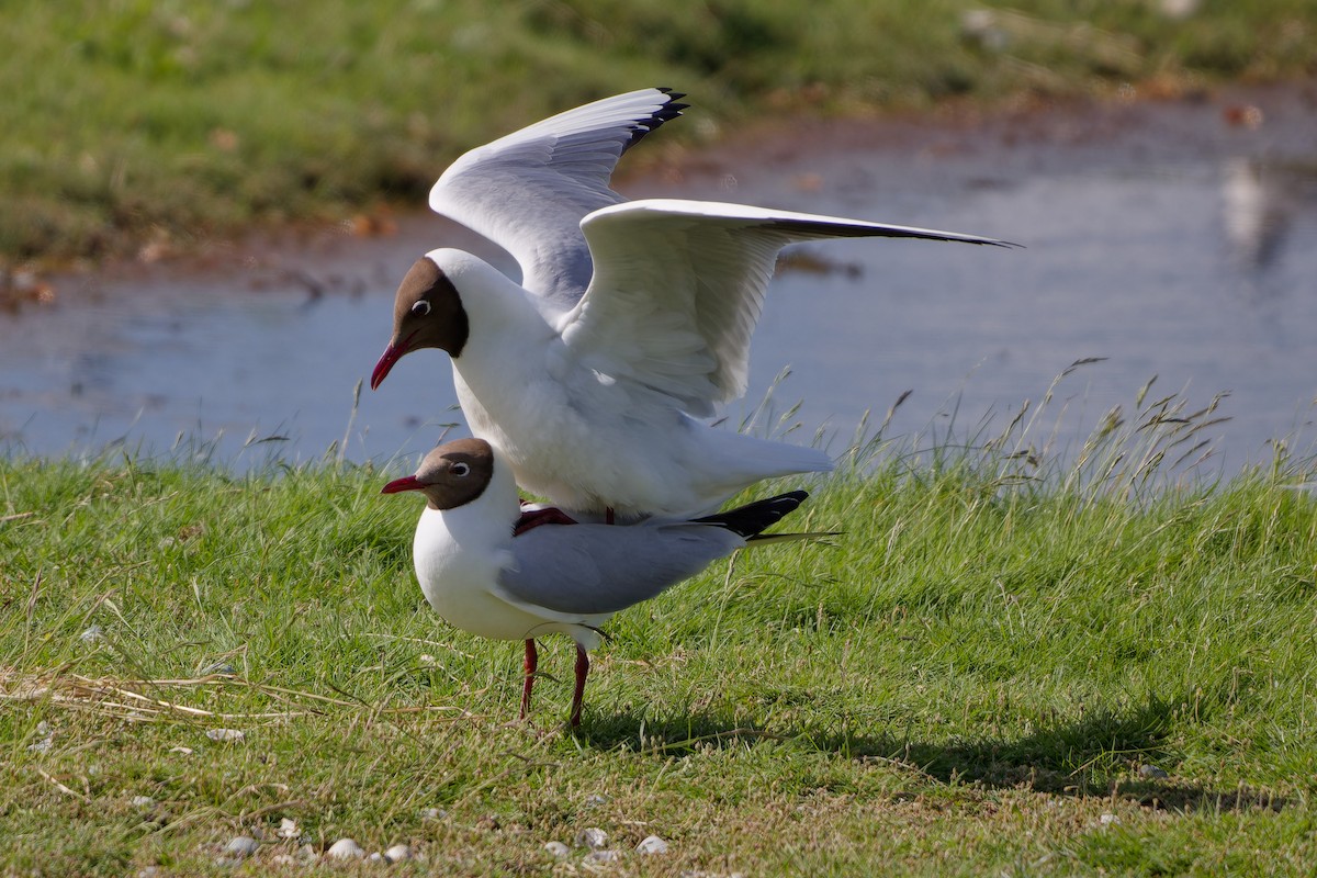 Black-headed Gull - ML619991054