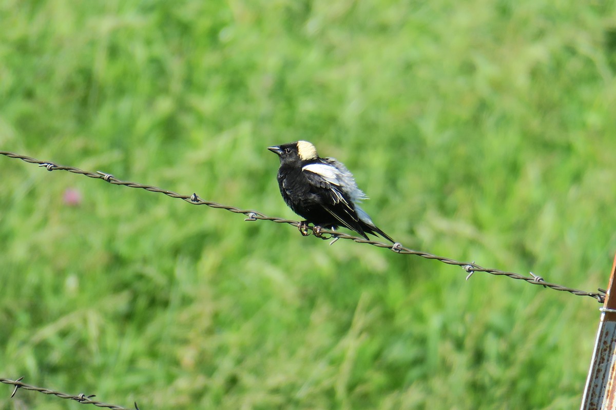 bobolink americký - ML619991055