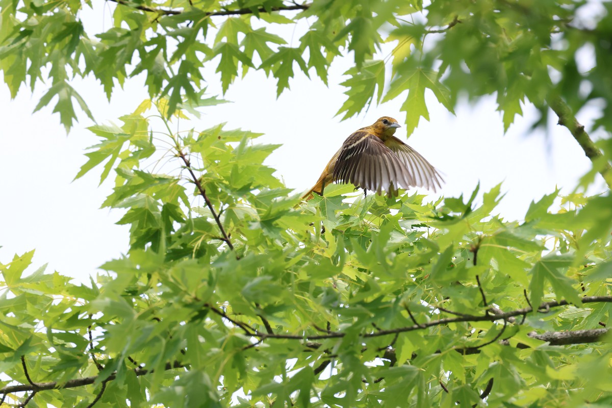 Baltimore Oriole - ML619991056