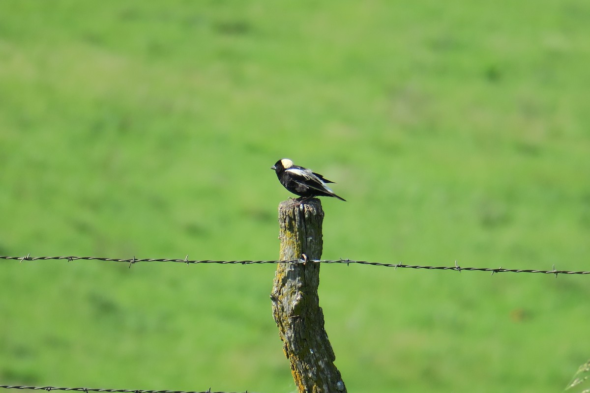 Bobolink - Rishi Palit