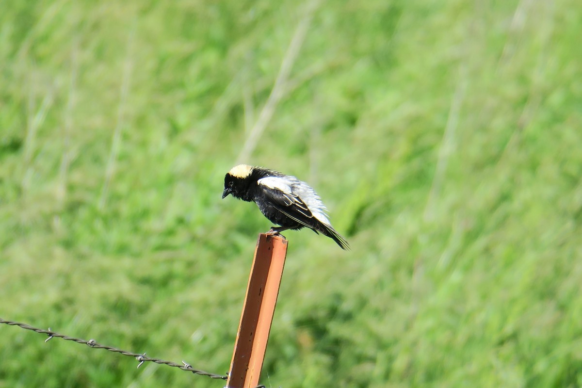 Bobolink - Rishi Palit