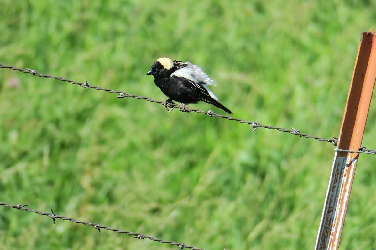 Bobolink - Rishi Palit