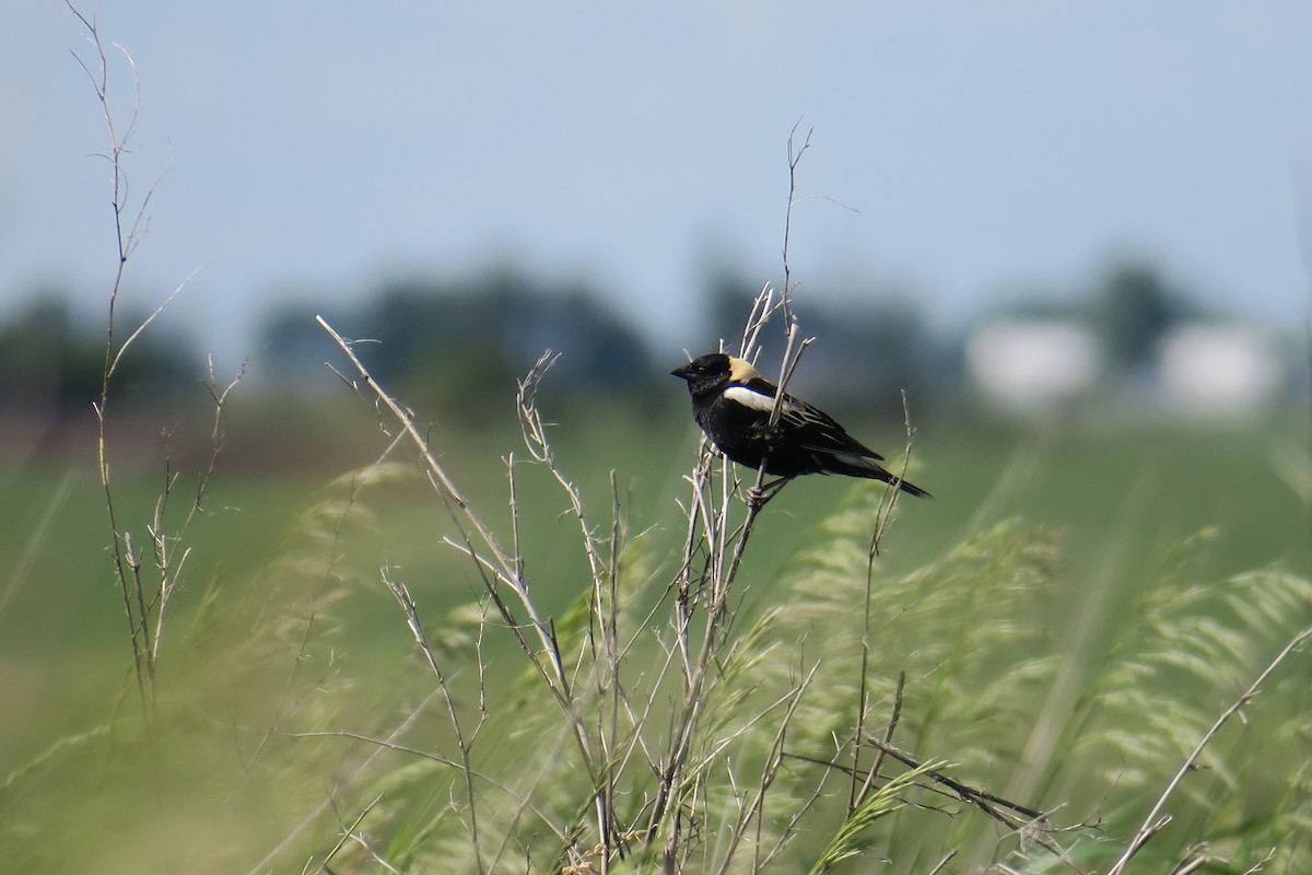 bobolink americký - ML619991064