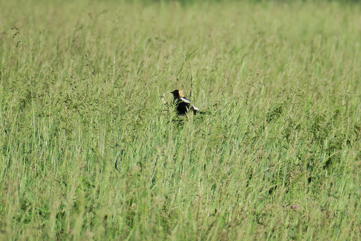 bobolink americký - ML619991070