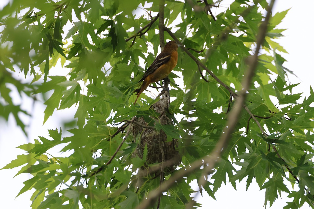 Baltimore Oriole - ML619991075