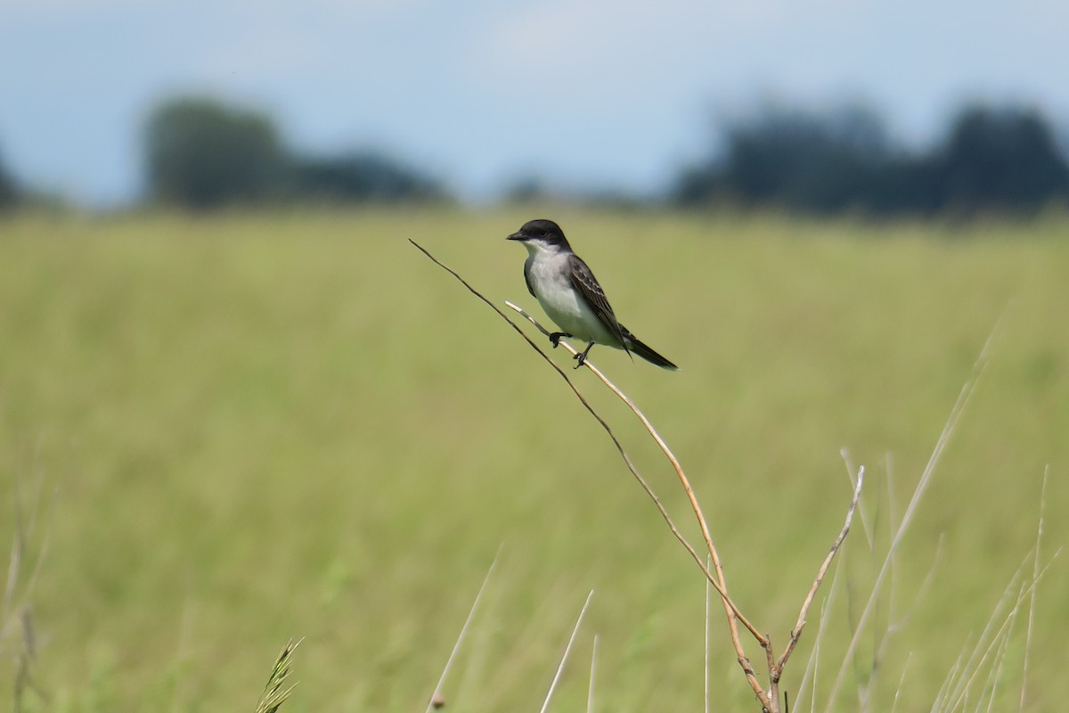 Schieferrücken-Königstyrann - ML619991076