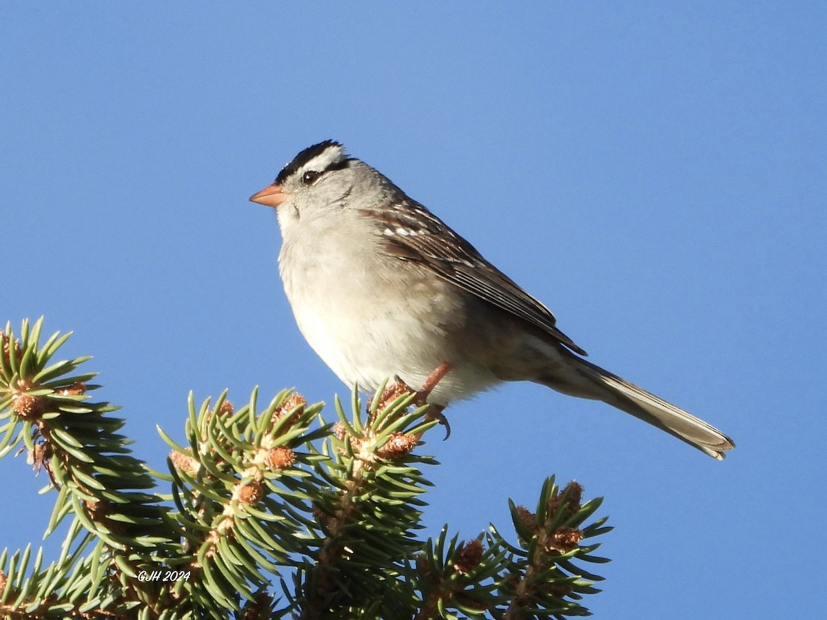 White-crowned Sparrow - ML619991077