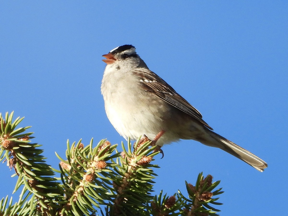 White-crowned Sparrow - ML619991078