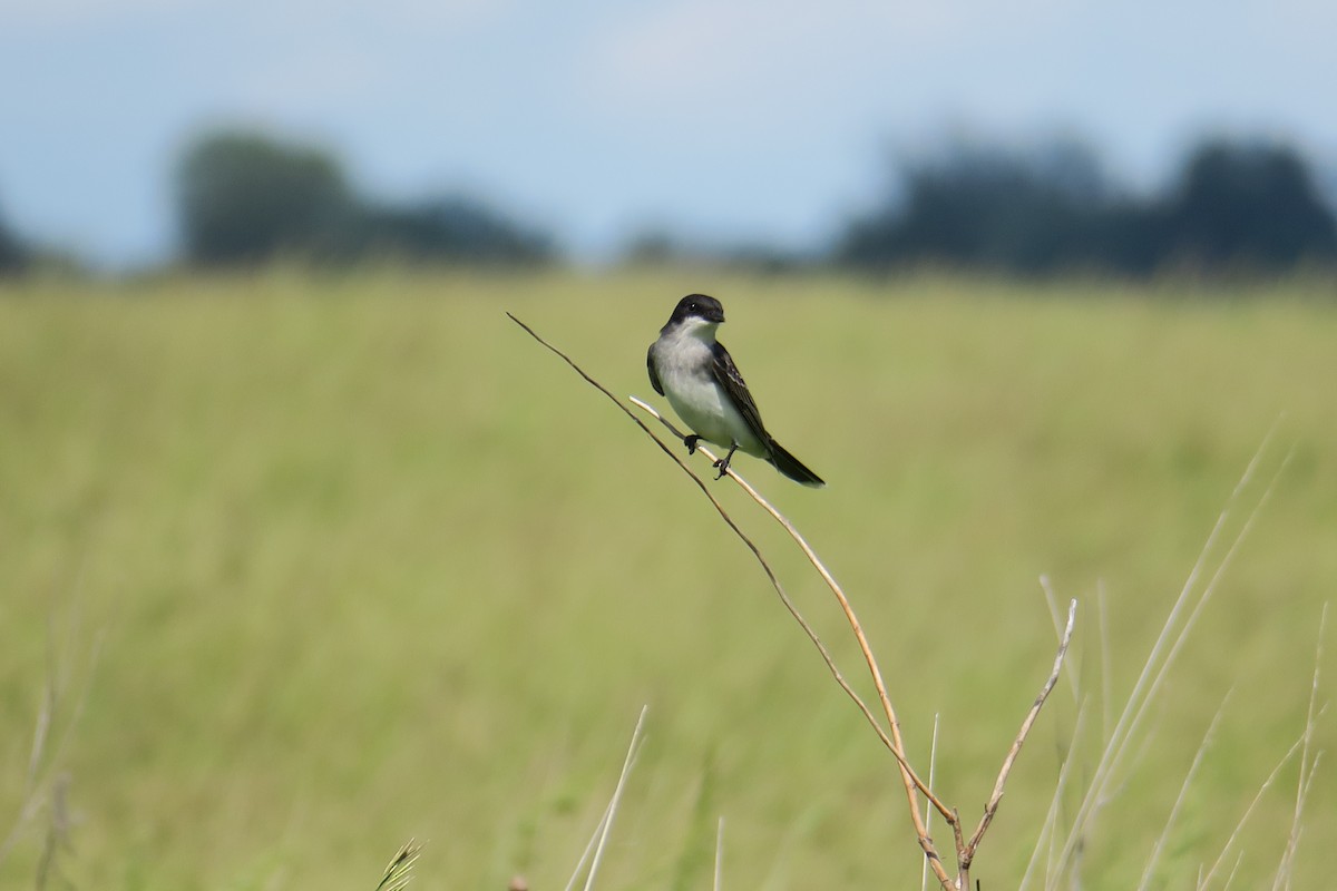 Eastern Kingbird - ML619991079