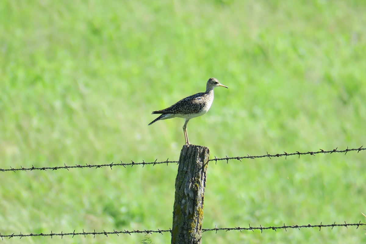 Upland Sandpiper - ML619991088