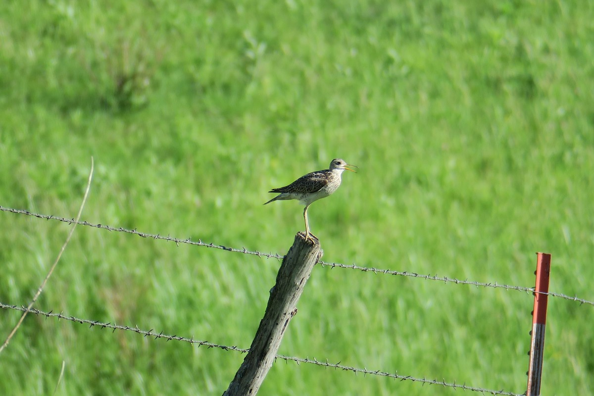 Upland Sandpiper - ML619991090