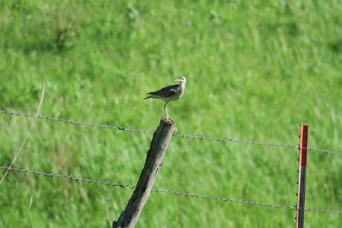 Upland Sandpiper - ML619991091