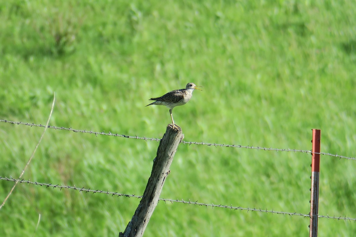 Upland Sandpiper - Rishi Palit