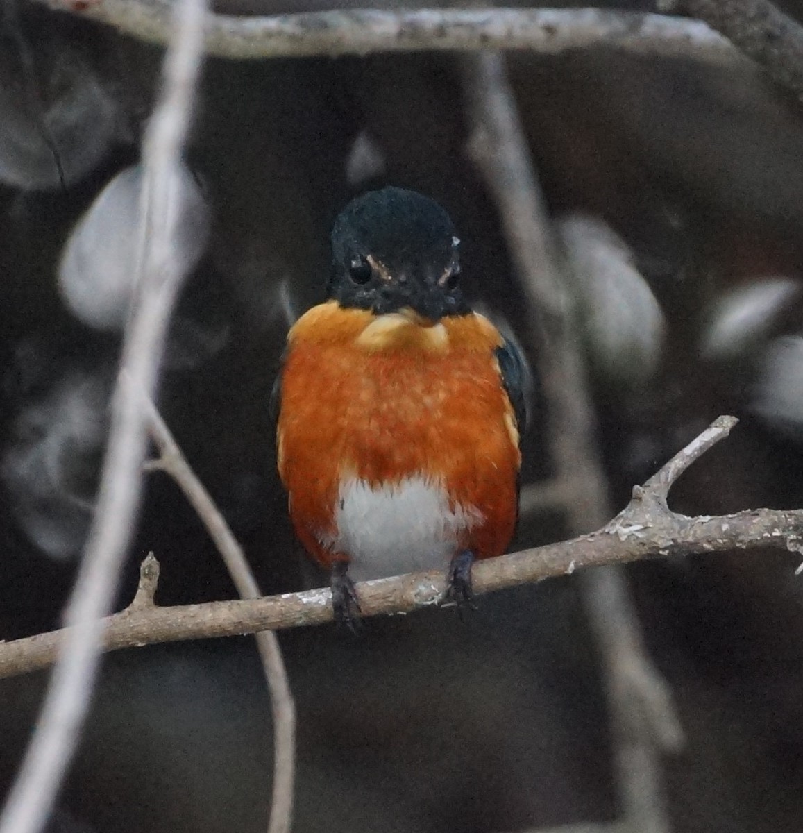 American Pygmy Kingfisher - ML619991096