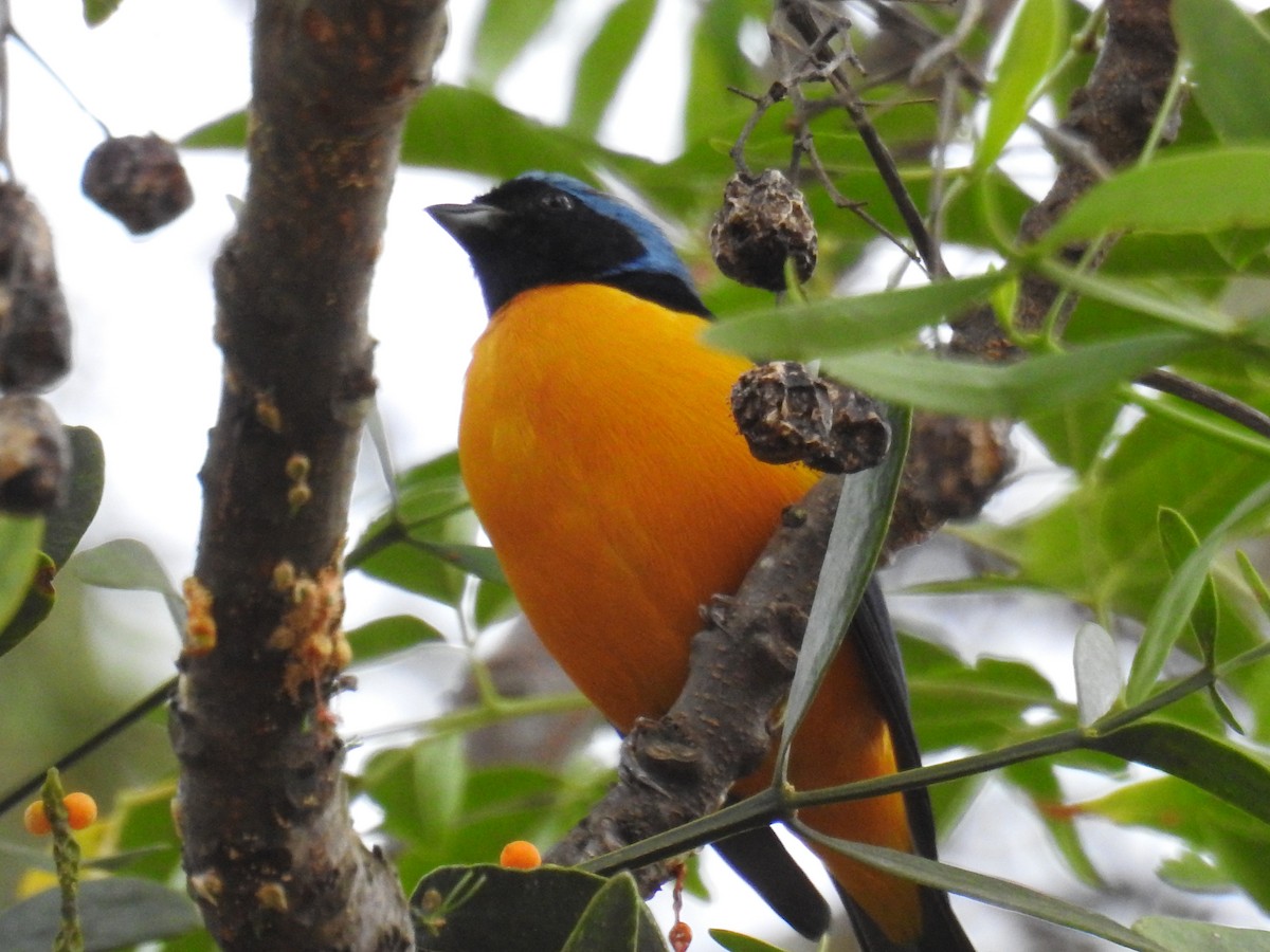 Golden-rumped Euphonia - ML619991099