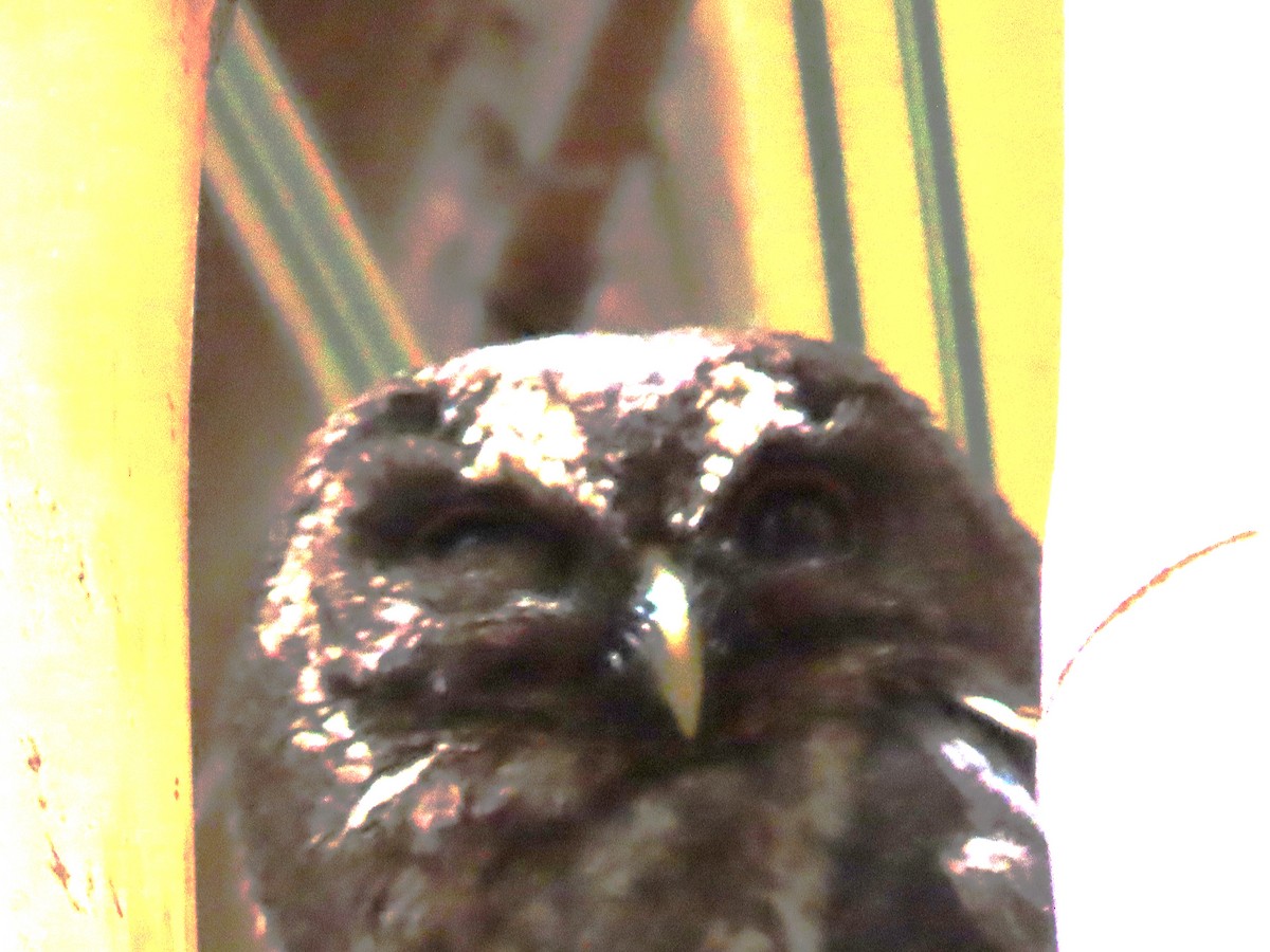 Mottled Owl - ML619991121