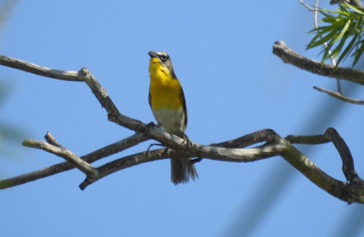 Yellow-breasted Chat - ML619991131