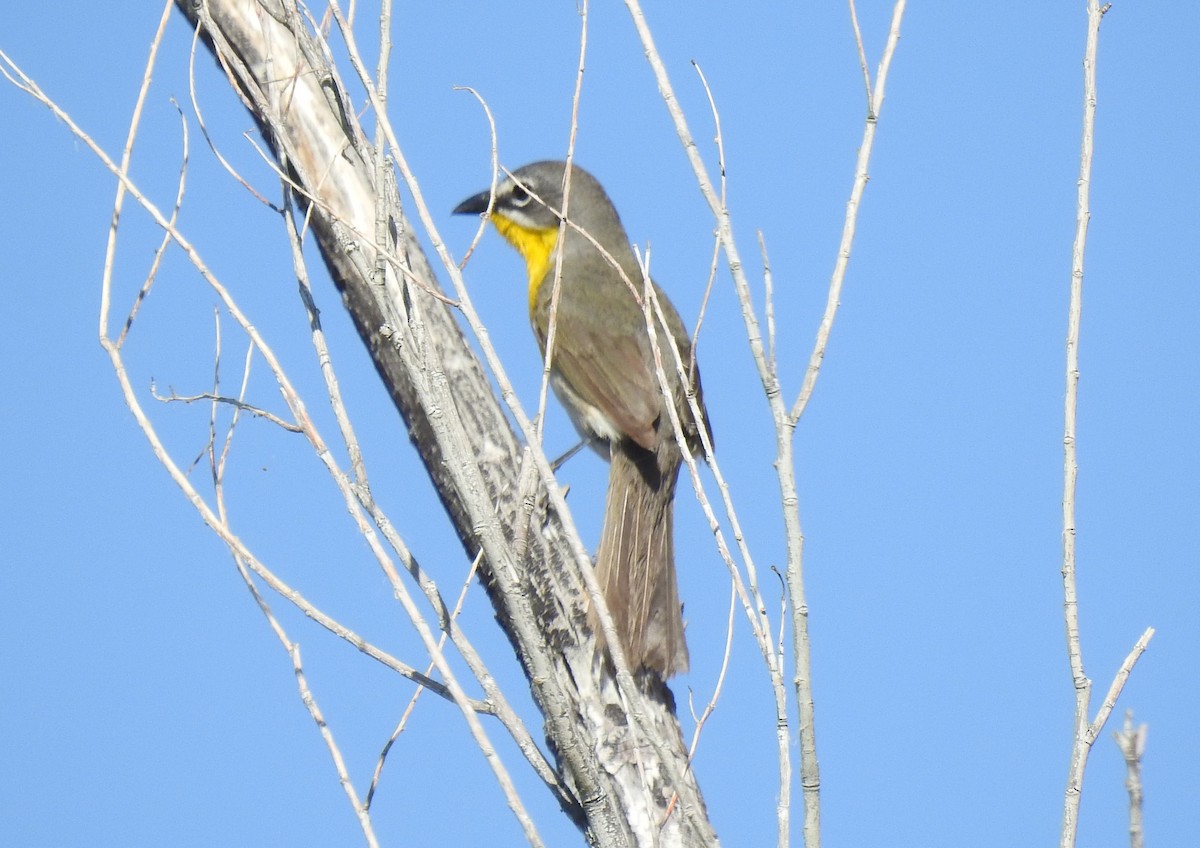 Yellow-breasted Chat - ML619991132