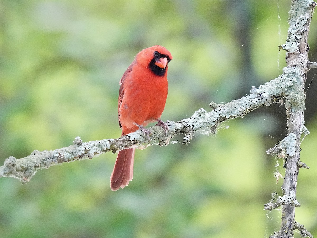 Northern Cardinal - ML619991139