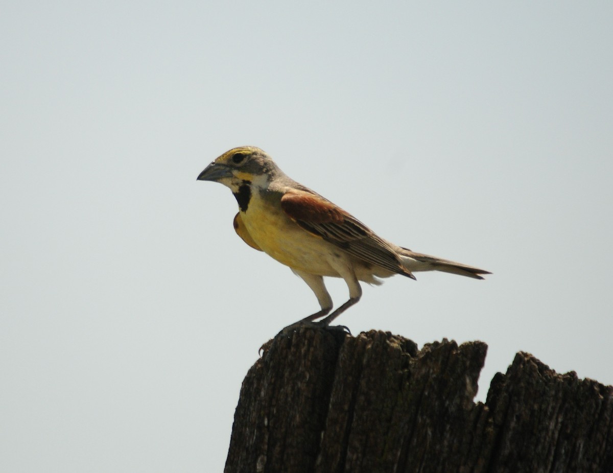 Dickcissel - TONY STEWART