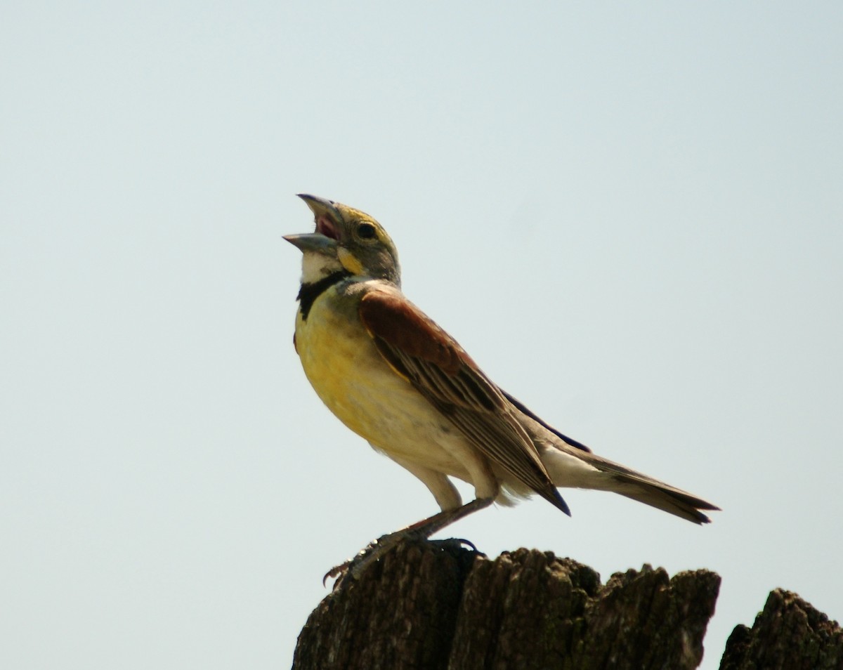 Dickcissel - ML619991142