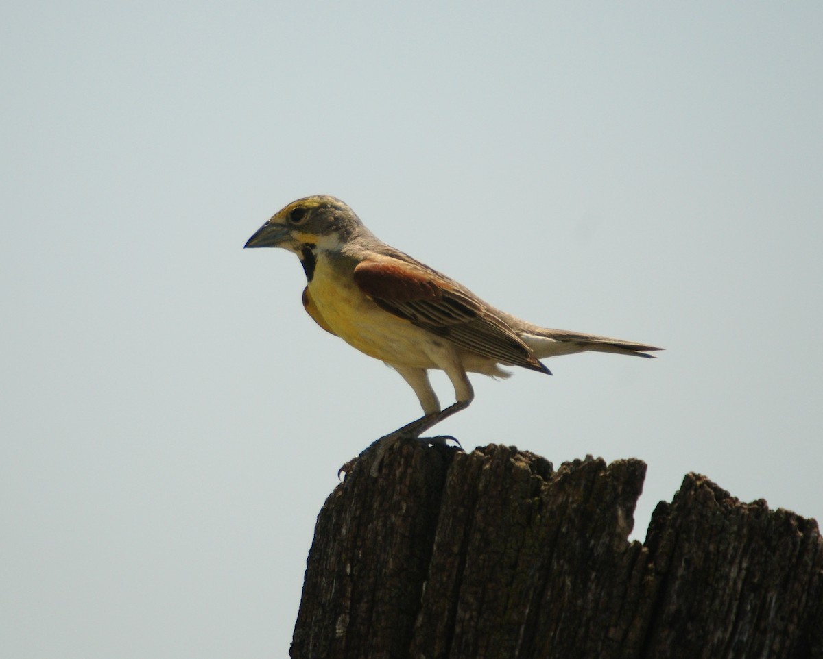 Dickcissel - ML619991143