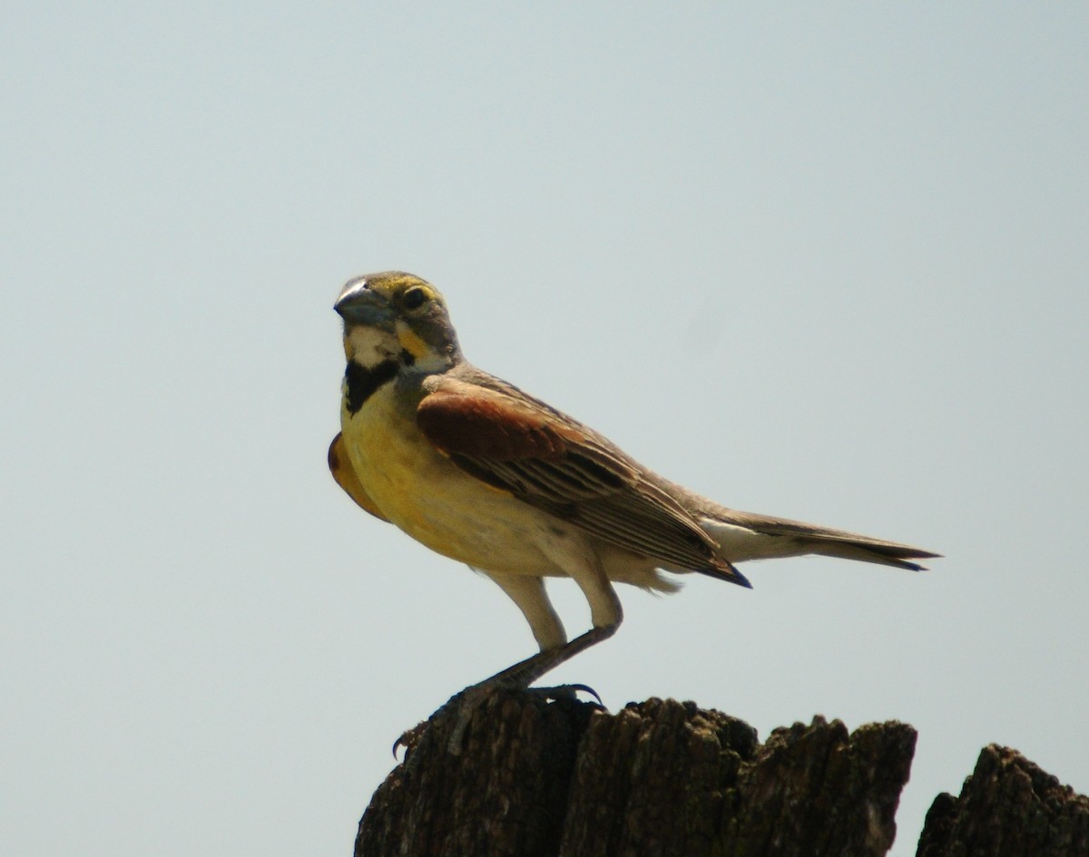 Dickcissel - ML619991144