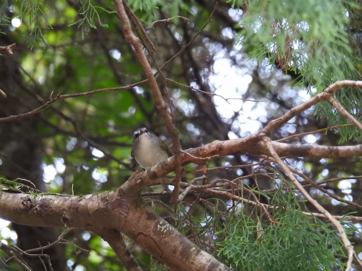 Golden-crowned Warbler - ML619991148