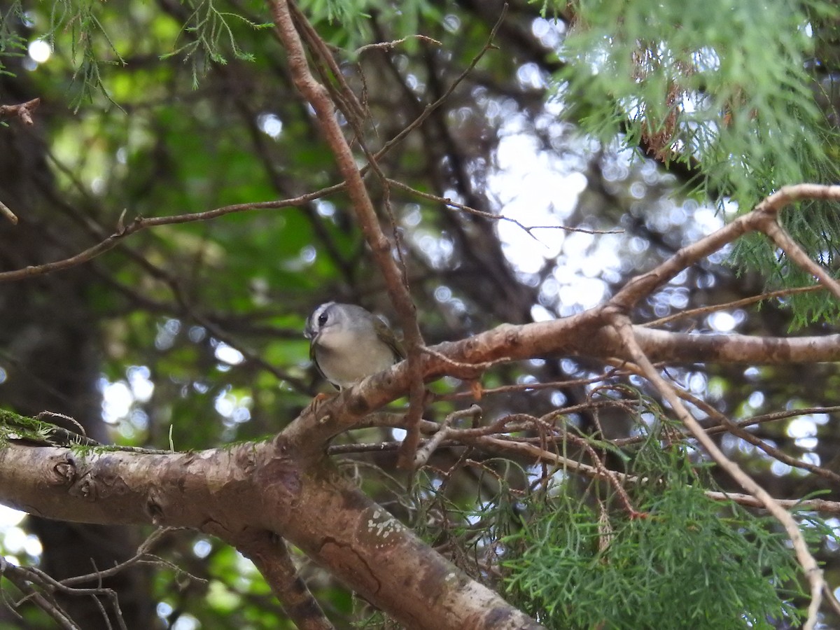 Golden-crowned Warbler - ML619991149