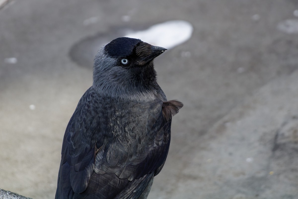 Eurasian Jackdaw - ML619991151