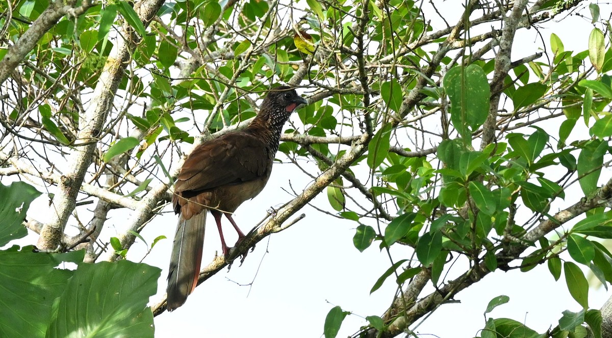 Speckled Chachalaca - ML619991152