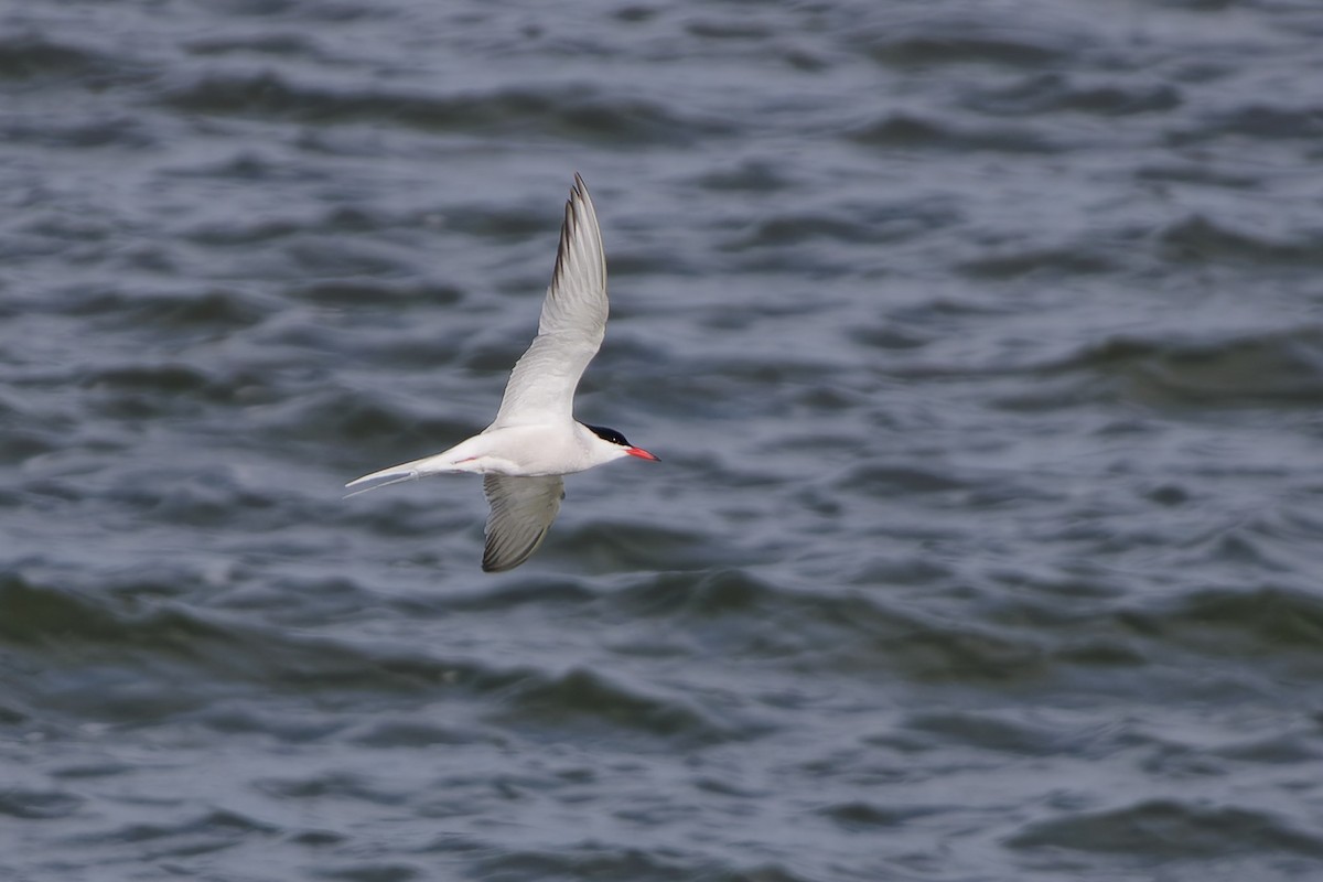 Common Tern - ML619991171