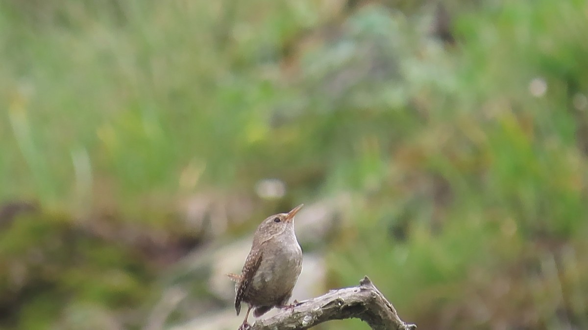 Eurasian Wren - ML619991174