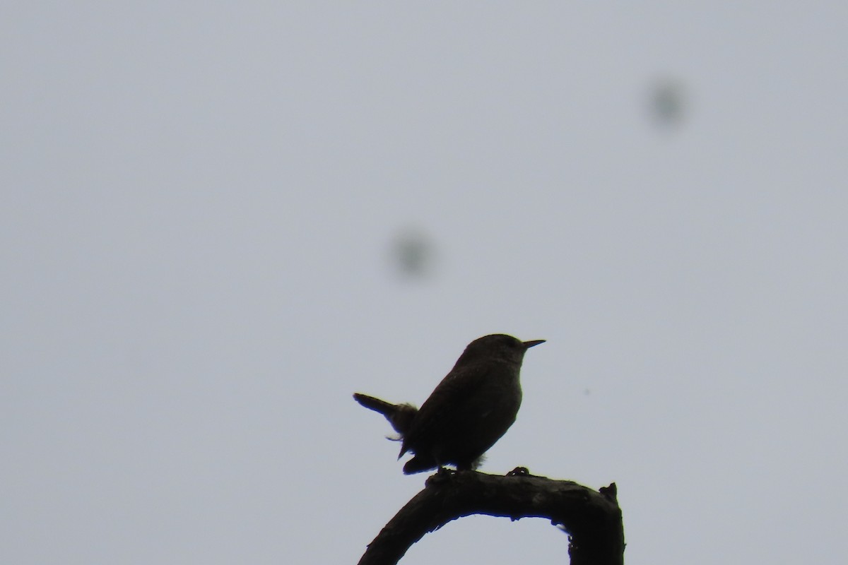 Eurasian Wren - ML619991175