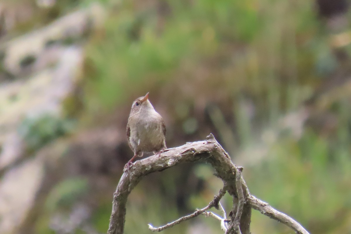 Eurasian Wren - ML619991176