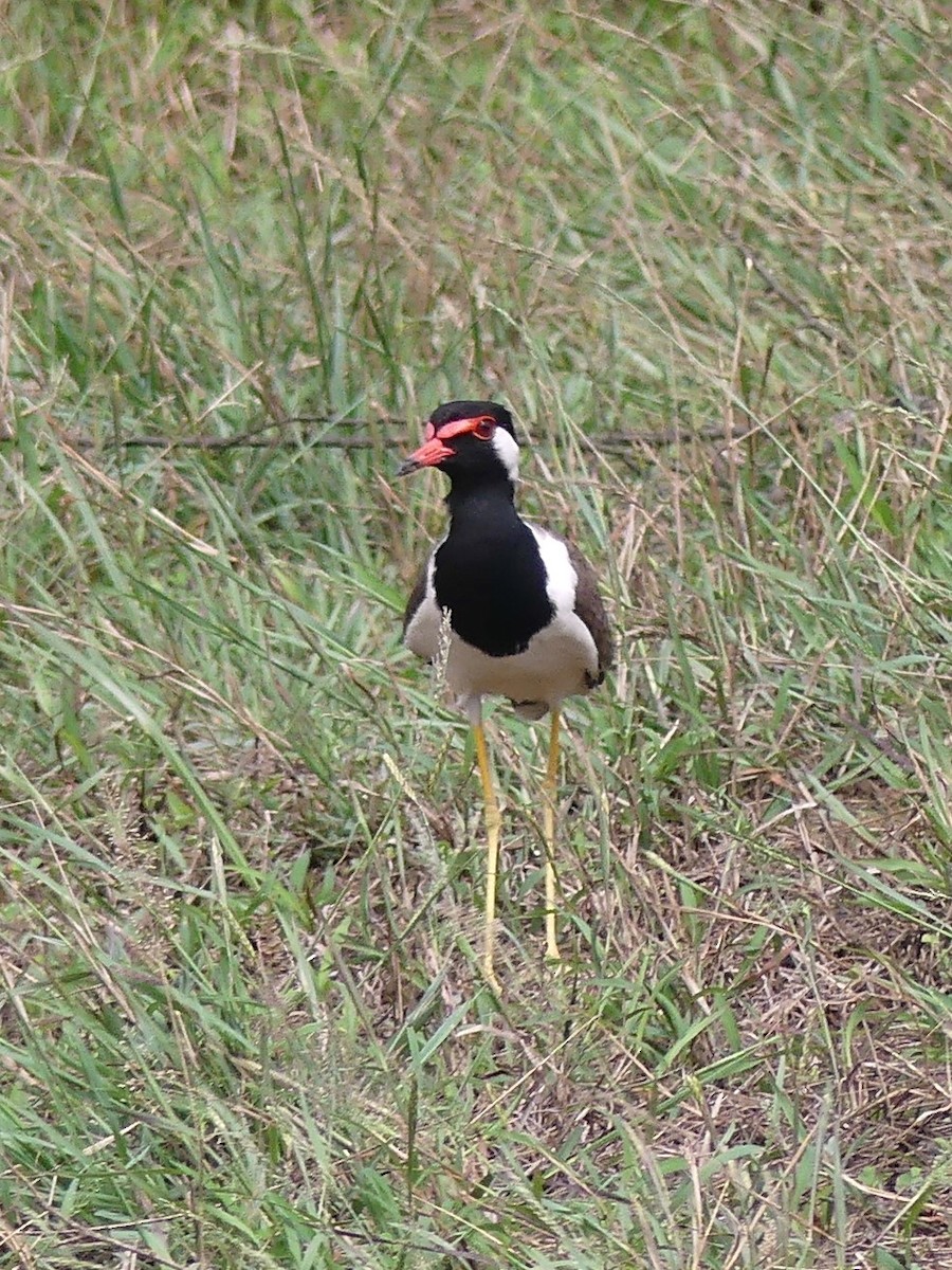 Red-wattled Lapwing - Guillermo Aparicio