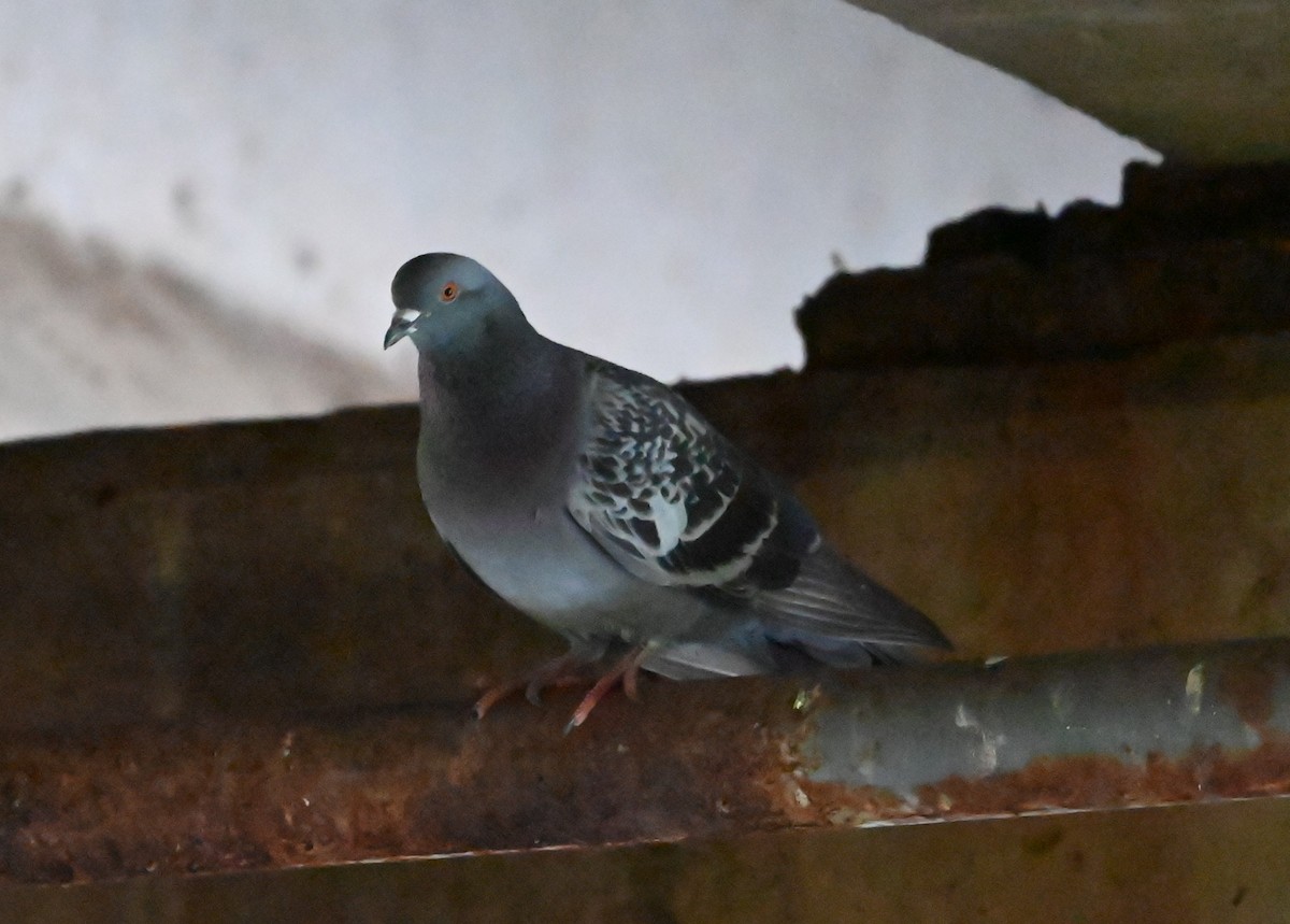 Rock Pigeon (Feral Pigeon) - ML619991188