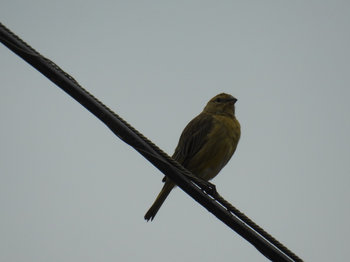 Saffron Finch - ML619991190