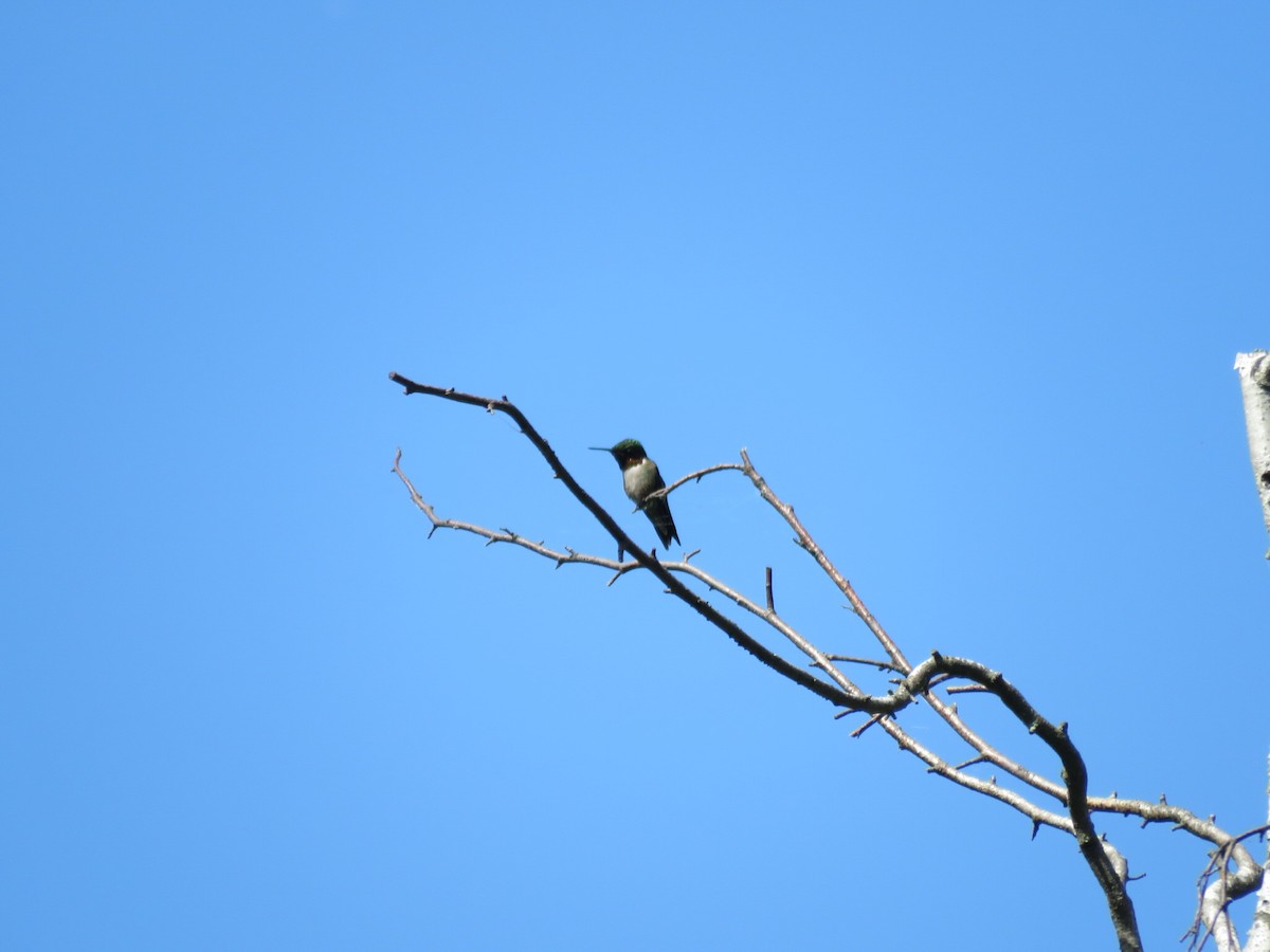 Ruby-throated Hummingbird - ML619991197